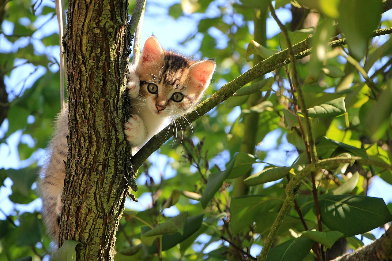 A curious cat