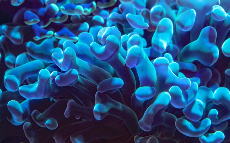 Underwater world